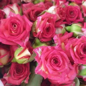 Пищевой цветок мини-Розы, 1 шт.